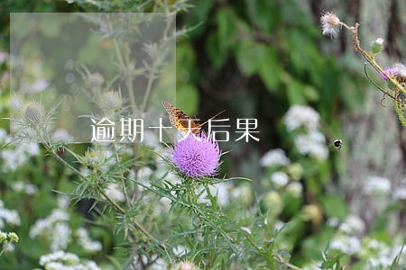 逾期十天后果 逾期十天后果