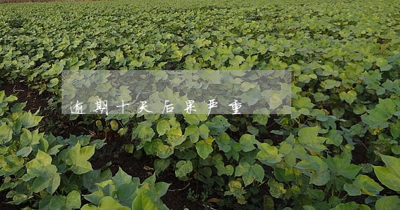 逾期十天后果严重 逾期十天后果严重