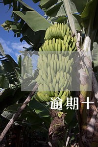 逾期十天后还款 逾期十天后还款
