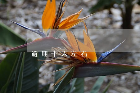 逾期十天左右