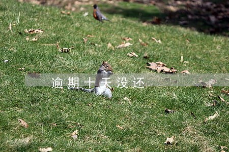 逾期十天没还 逾期十天没还