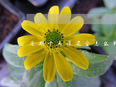 逾期十天没还会怎么样 逾期十天没还会怎么样