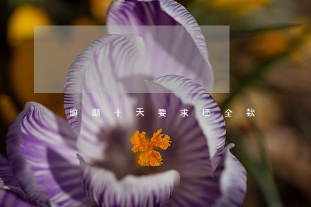 逾期十天要求还全款 逾期十天要求还全款
