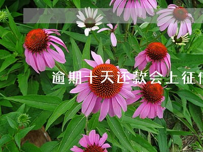 逾期十天还款会上征信吗 逾期十天还款会上征信吗