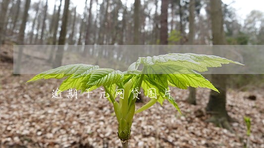逾期千元网贷图片 逾期千元网贷图片