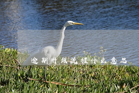 逾期升级流程什么意思 逾期升级流程什么意思