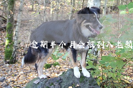 逾期半个月会被列入老赖名单吗 逾期半个月会被列入老赖名单吗