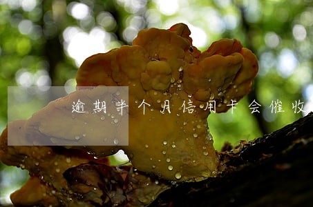 逾期半个月信用卡会催收么 逾期半个月信用卡会催收么