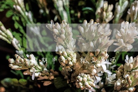 逾期半个月就立案吗 逾期半个月就立案吗