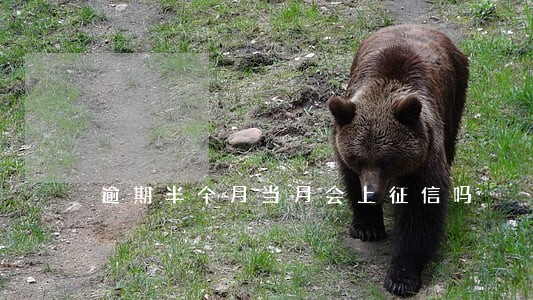 逾期半个月当月会上征信吗 逾期半个月当月会上征信吗