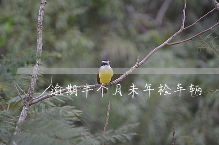 逾期半个月未年检车辆 逾期半个月未年检车辆