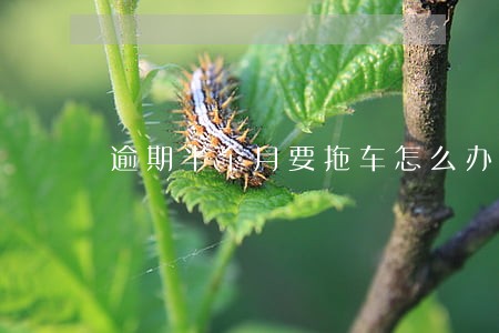 逾期半个月要拖车怎么办 逾期半个月要拖车怎么办