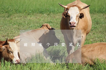 逾期半个月要紧么 逾期半个月要紧么