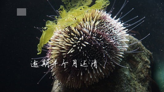逾期半个月还清 逾期半个月还清
