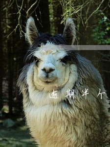 逾期半个月问题大吗 逾期半个月问题大吗