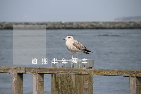 逾期半年买车 逾期半年买车