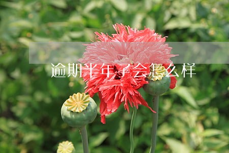 逾期半年了会怎么样