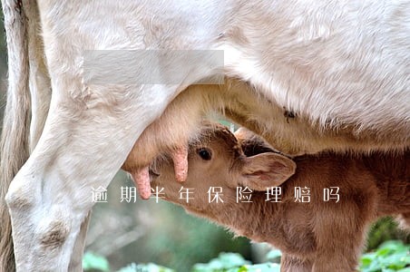 逾期半年保险理赔吗