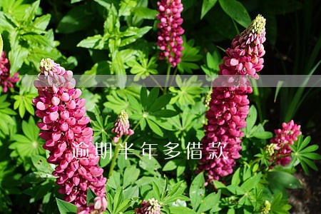 逾期半年多借款 逾期半年多借款