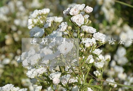 逾期半年小车未年检会如何 逾期半年小车未年检会如何