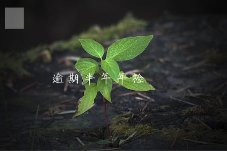 逾期半年年检 逾期半年年检
