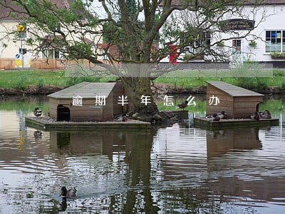 逾期半年怎么办