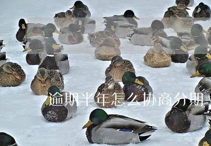 逾期半年怎么协商分期 逾期半年怎么协商分期