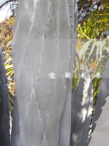 逾期半年未审车 逾期半年未审车