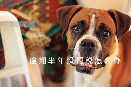 逾期半年没报税怎么办 逾期半年没报税怎么办