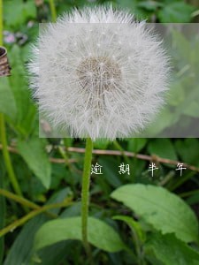 逾期半年没检车违法吗 逾期半年没检车违法吗
