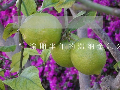 逾期半年的滞纳金怎么算 逾期半年的滞纳金怎么算