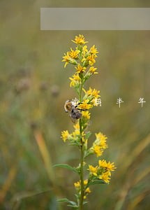 逾期半年的花呗还了不能用 逾期半年的花呗还了不能用