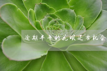 逾期半年的花呗还有机会开通吗 逾期半年的花呗还有机会开通吗