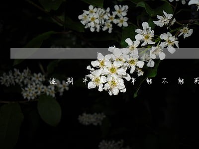 逾期半年的车能不能买 逾期半年的车能不能买
