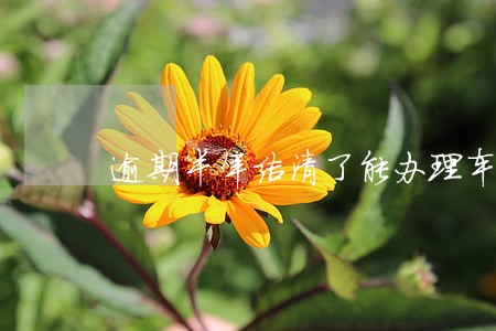 逾期半年结清了能办理车贷吗 逾期半年结清了能办理车贷吗