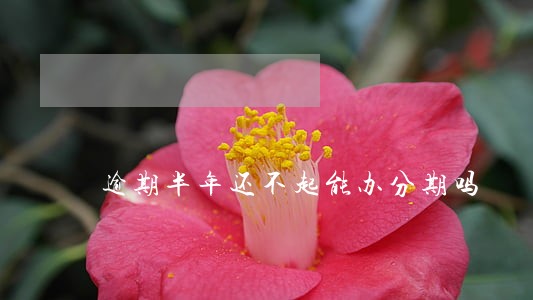 逾期半年还不起能办分期吗 逾期半年还不起能办分期吗