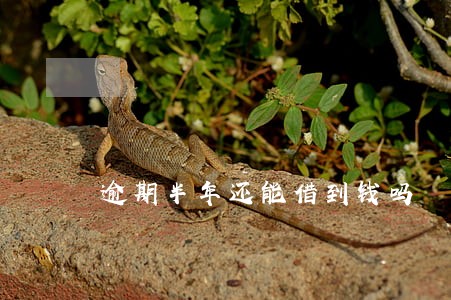 逾期半年还能借到钱吗 逾期半年还能借到钱吗