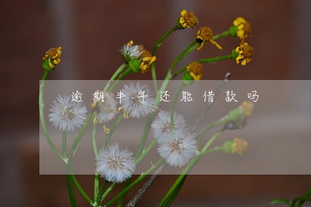 逾期半年还能借款吗 逾期半年还能借款吗
