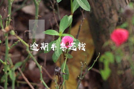 逾期半年还钱 逾期半年还钱