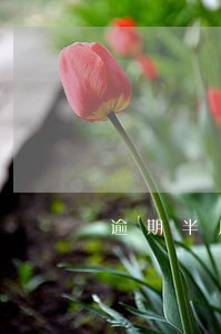 逾期半月存进去啥时候扣钱 逾期半月存进去啥时候扣钱