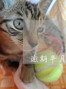 逾期半月没还房贷 逾期半月没还房贷