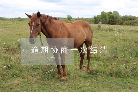 逾期协商一次结清 逾期协商一次结清