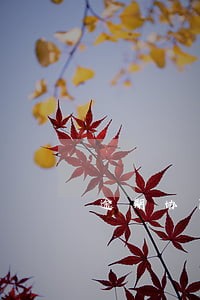 逾期协商五年免息 逾期协商五年免息