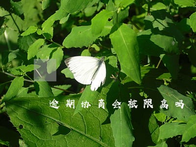 逾期协商会被限高吗 逾期协商会被限高吗