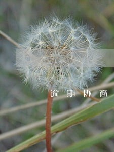 逾期协商分期后一直显示逾期 逾期协商分期后一直显示逾期
