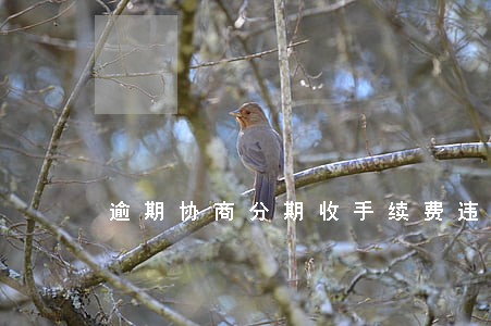 逾期协商分期收手续费违约金吗 逾期协商分期收手续费违约金吗