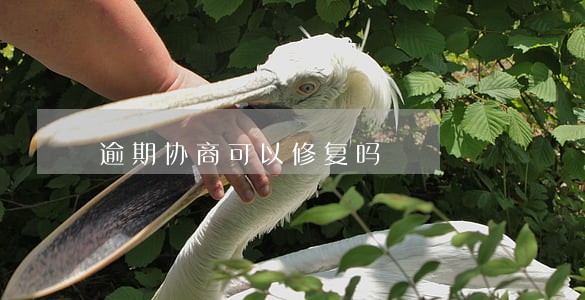 逾期协商可以修复吗 逾期协商可以修复吗
