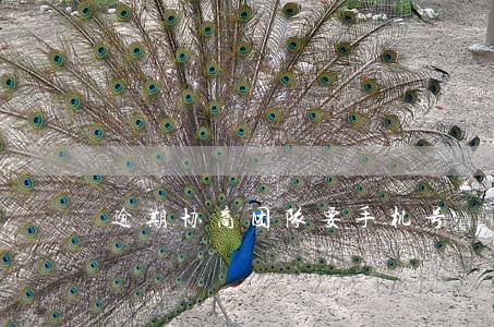 逾期协商团队要手机号 逾期协商团队要手机号