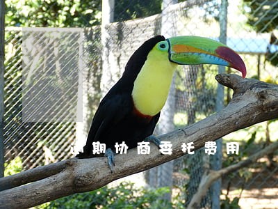 逾期协商委托费用 逾期协商委托费用