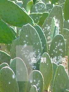 逾期协商完自己去银行还钱吗 逾期协商完自己去银行还钱吗